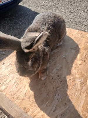 Iepuroaice uriaș german