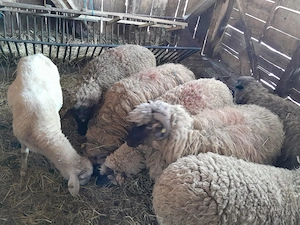 Oi 6 miori si 1 stramioara 