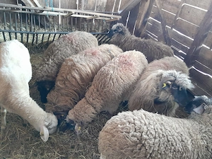 Oi 6 miori si 1 stramioara  - imagine 2