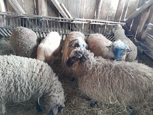 Oi 6 miori si 1 stramioara  - imagine 3