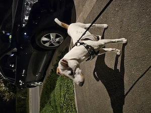 Jack russel Parson 6 luni