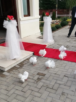 Porumbei albi  - imagine 4