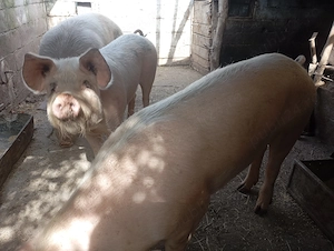 Vând porci rasa landras - imagine 2