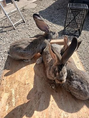 iepuri uriaș german