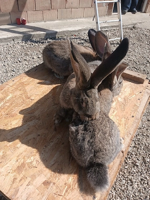 iepuri uriaș german - imagine 3