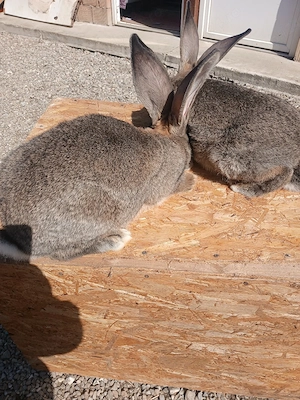 Iepuroaice uriaș german