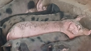 purcei porci soldani 50-60-70-80-90 la 250 kg - imagine 3