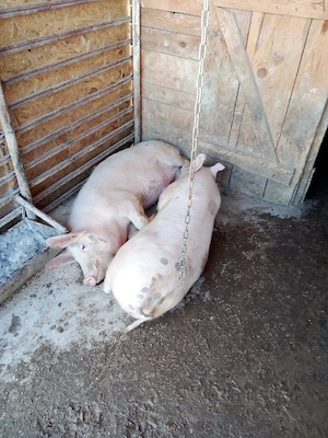 vind porci intretinuti cu ceriale 2mascuri castrati tratati si 2scrofe tratate si intretinute cu cer