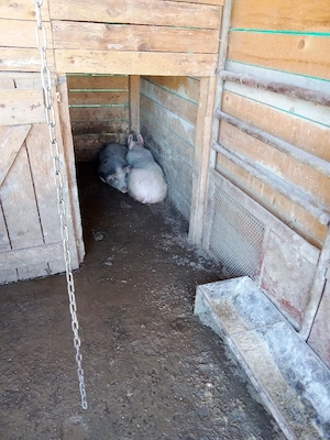 vind porci intretinuti cu ceriale 2mascuri castrati tratati si 2scrofe tratate si intretinute cu cer - imagine 2