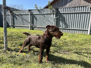 Femela Jagdterrier Jagd terrier pedigree 