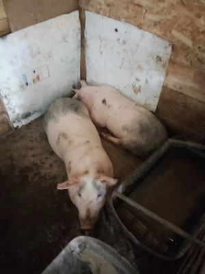 vind porci intretinuti cu ceriale 2mascuri castrati tratati si 2scrofe tratate si intretinute cu cer - imagine 3