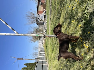 Femela Jagdterrier Jagd terrier pedigree  - imagine 2