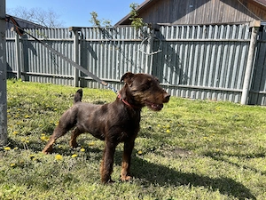 Femela Jagdterrier Jagd terrier pedigree  - imagine 3