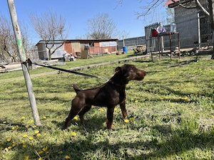 Femela Jagdterrier Jagd terrier pedigree  - imagine 4