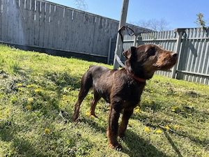 Femela Jagdterrier Jagd terrier pedigree  - imagine 5