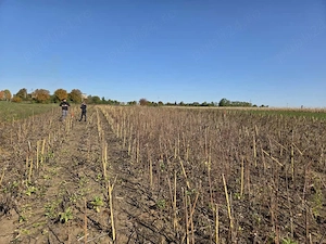 Teren Intravilan 5000mp, Cătămărești-Deal, Botoșani - imagine 4