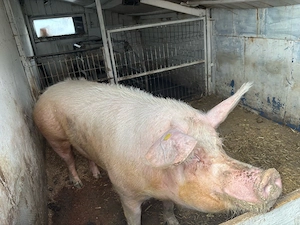 vand scroafă - imagine 4