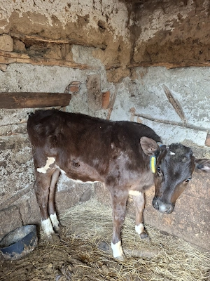 De vanzare 3 vitei  - imagine 3