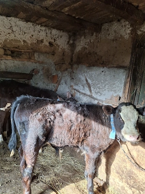 De vanzare 3 vitei  - imagine 4