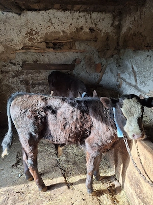 De vanzare 3 vitei  - imagine 2