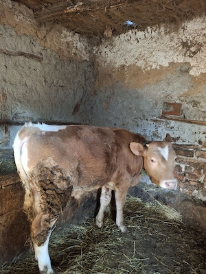 De vanzare 3 vitei  - imagine 5