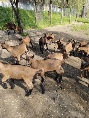 Iezi alpină franceză  - imagine 3