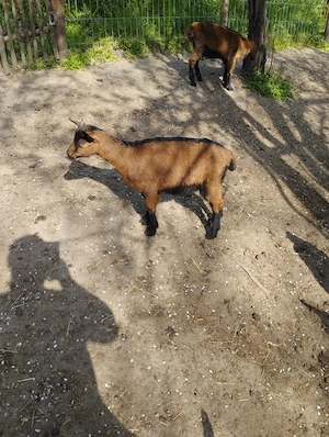 Iezi alpină franceză  - imagine 2