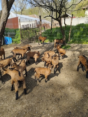 Iezi alpină franceză  - imagine 4