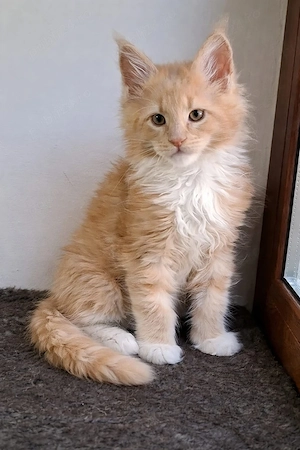 Maine Coon pisicuti cu Pedigree WCF-Magnificats-Felisa Timisoara