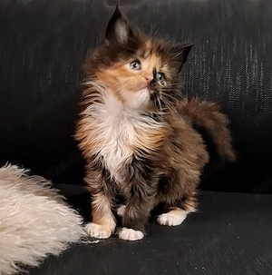 Maine Coon pisicuti cu Pedigree WCF-Magnificats-Felisa Timisoara