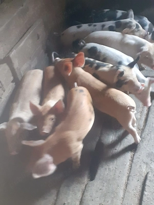 Vînd purcei de țară 