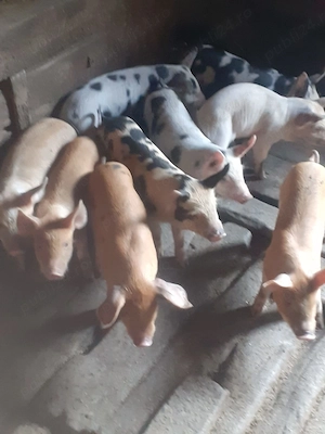 Vînd purcei de țară  - imagine 2