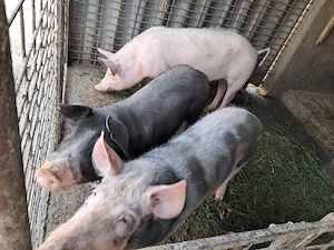 vând purcei (grăsuni)