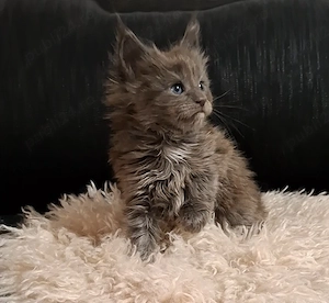 Maine Coon pisicuti cu Pedigree WCF-Timisoara