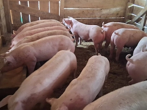 Citiţi anunţul is după sunați!