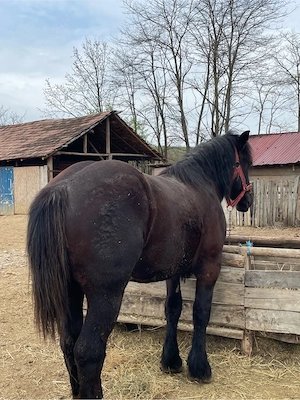 vand manz cuminte  - imagine 2