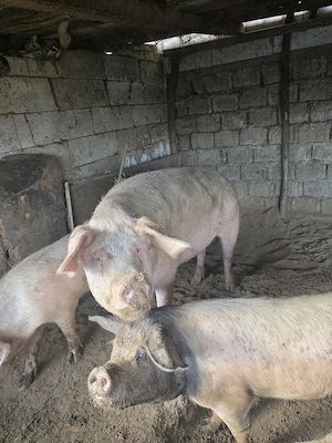 porc de vanzare - imagine 2