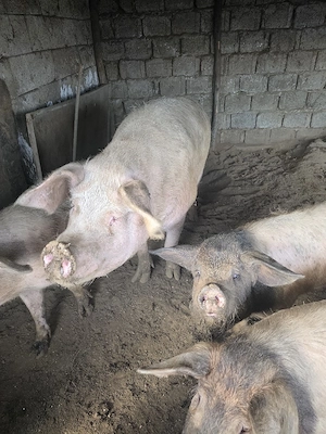 porc de vanzare - imagine 5