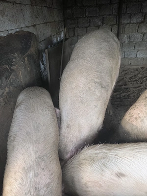 porc de vanzare - imagine 3