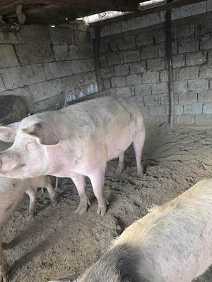 porc de vanzare - imagine 4