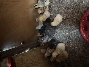 De vanzare puisori  - imagine 3