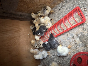 De vanzare puisori  - imagine 2