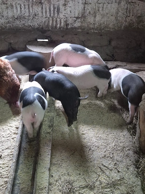 vand purcei - imagine 3