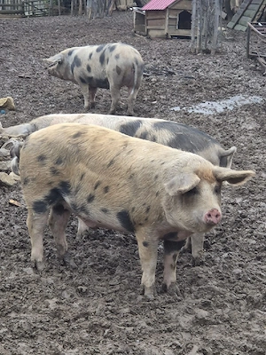 Vand porci grasi  - imagine 2