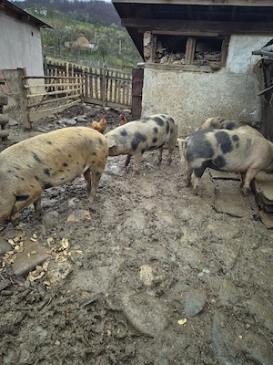 Vand porci grasi  - imagine 3