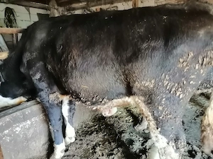 Vând un vițel bălțat 