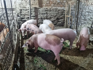 purcei si grasuni de vanzare  - imagine 2