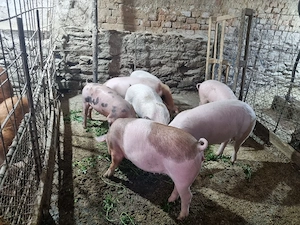 purcei si grasuni de vanzare  - imagine 3