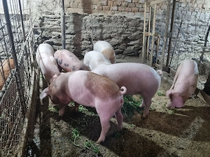 purcei si grasuni de vanzare 