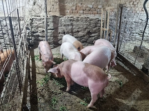 purcei si grasuni de vanzare  - imagine 5